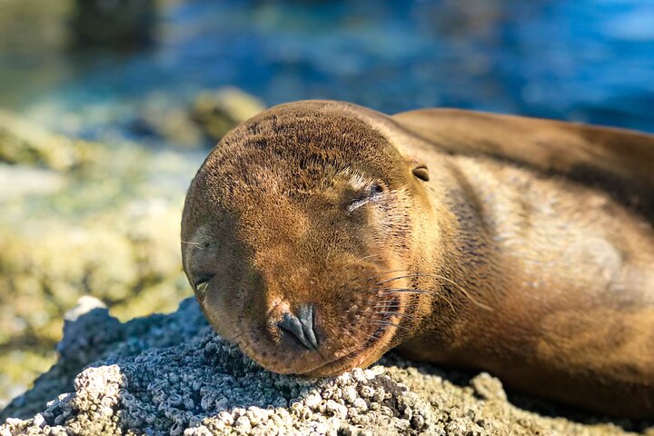 Aventura a Isla Espíritu Santo: Snorkel con Lobos Marinos y Playa