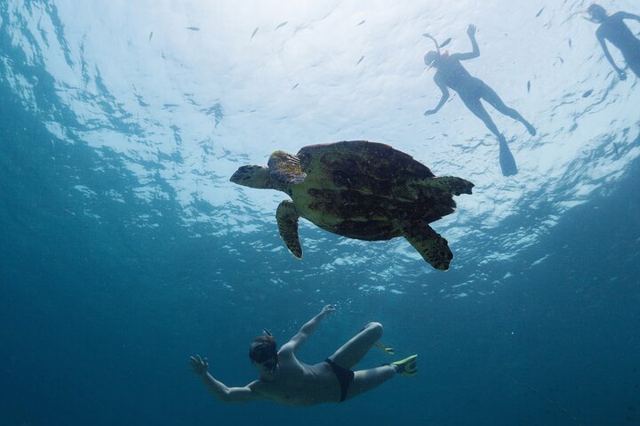Los Tuneles Day Tour Snorkeling and Swimming with Wildlife