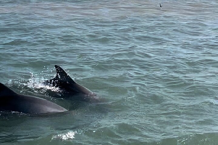 Privat Dolphin Watch och Sunset Boat Tour Port Aransas Texas