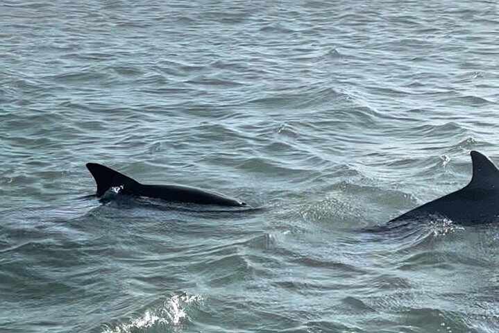 Privat Dolphin Watch och Sunset Boat Tour Port Aransas Texas