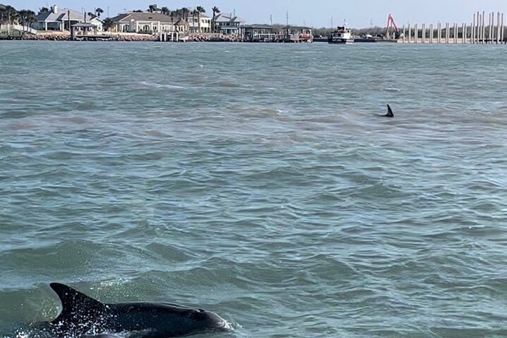 Privat Dolphin Watch och Sunset Boat Tour Port Aransas Texas