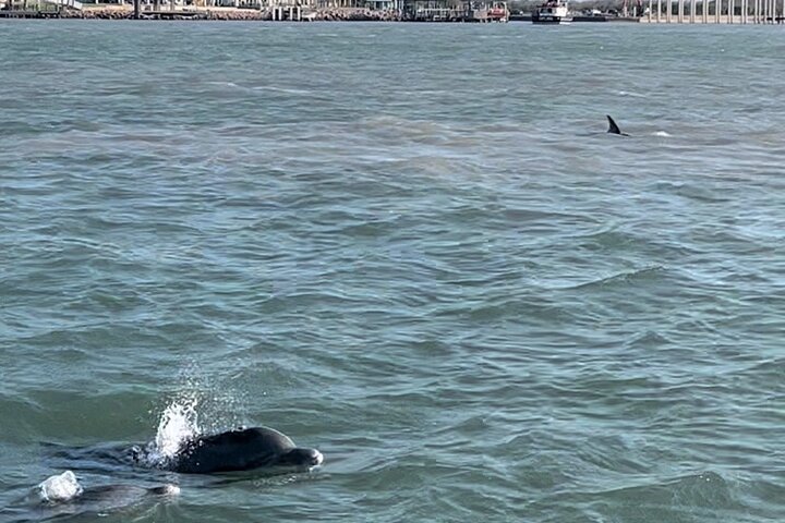 Privat Dolphin Watch och Sunset Boat Tour Port Aransas Texas