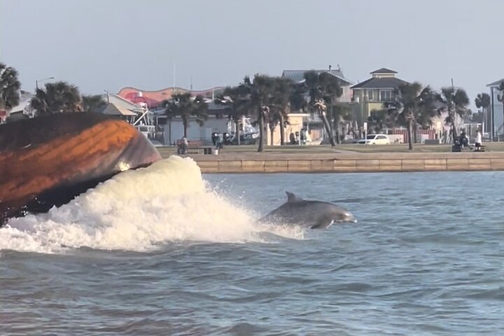 Privat Dolphin Watch och Sunset Boat Tour Port Aransas Texas