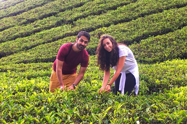 Cameron Highland beste dagstur fra Ipoh med lunsj (dagstur)