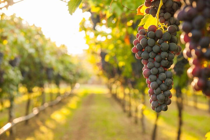 Corso di cucina pratico e tour in agriturismo in Costiera Amalfitana