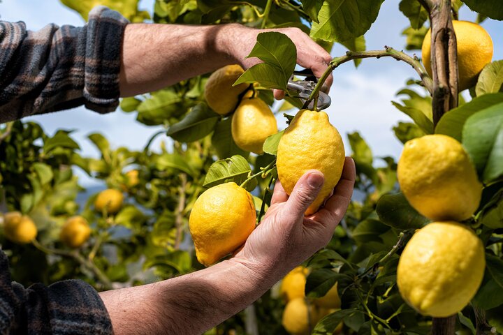Corso di cucina pratico e tour in agriturismo in Costiera Amalfitana
