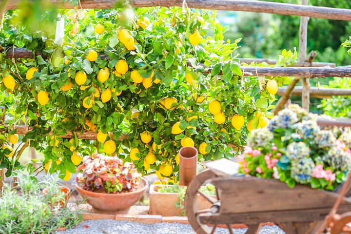 Corso di cucina pratico e tour in agriturismo in Costiera Amalfitana