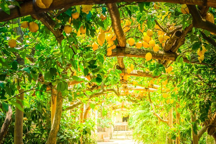 Corso di cucina pratico e tour in agriturismo in Costiera Amalfitana
