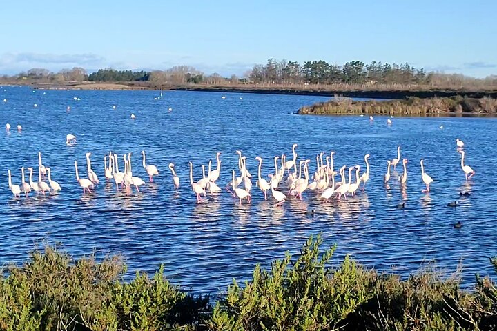 Feliz passeio pela Camargue, visita, passeio, excursão de bicicleta elétrica