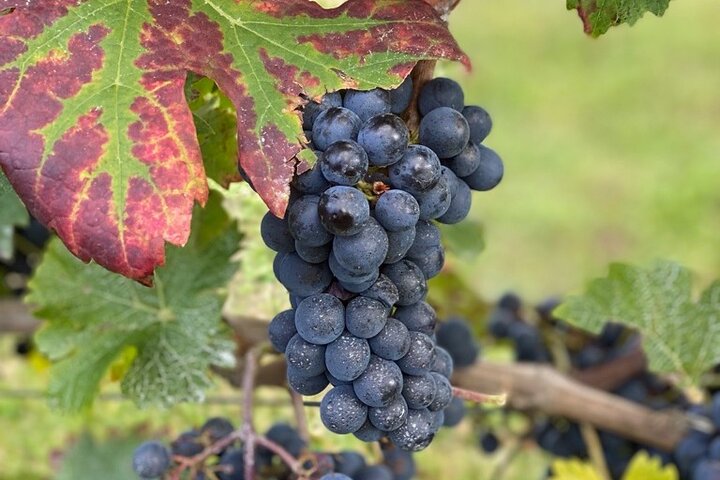 Prise en charge anglophone des vignobles de la Loire à Amboise ou à Tours
