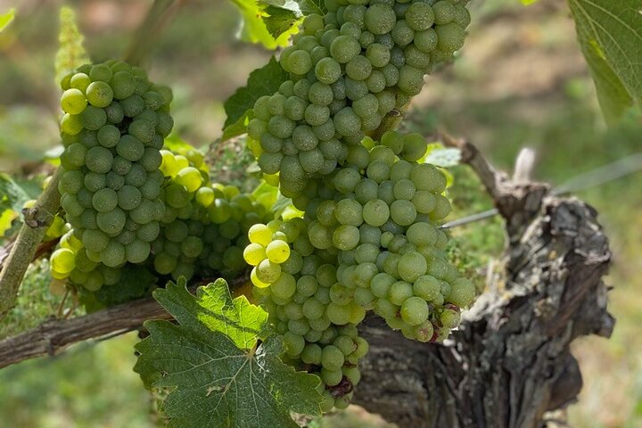 Prise en charge anglophone des vignobles de la Loire à Amboise ou à Tours