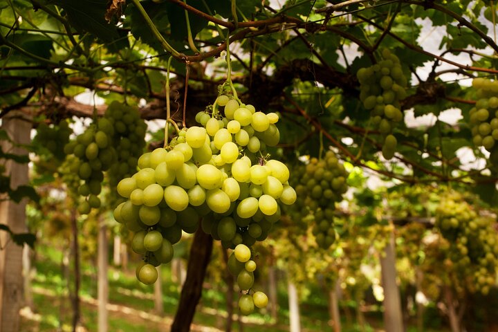 Tour de cata de vinos con paseo en tren Maria Fumaça