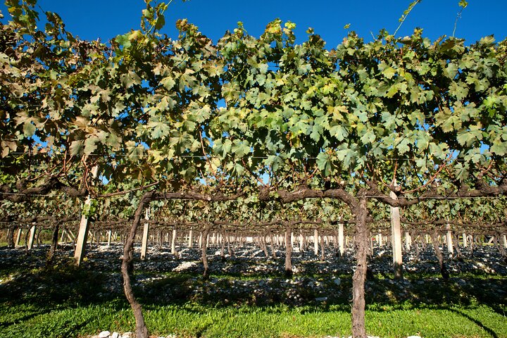 Tour de cata de vinos con paseo en tren Maria Fumaça