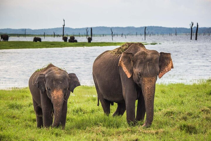 Ella: Transport til Tangalle/Mirissa/Galle og Yala/Udawalawe Safari