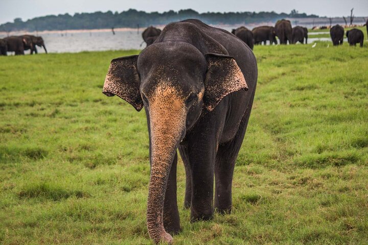 Ella: Transport til Tangalle/Mirissa/Galle og Yala/Udawalawe Safari