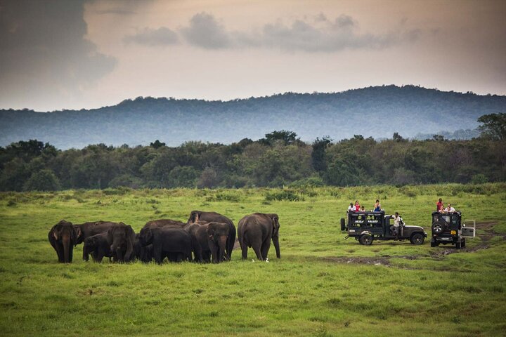 Ella: Transport til Tangalle/Mirissa/Galle og Yala/Udawalawe Safari