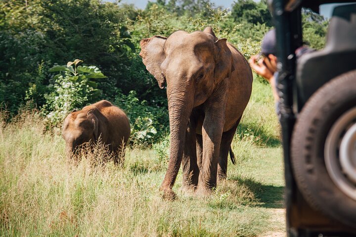 Ella: Transport til Tangalle/Mirissa/Galle og Yala/Udawalawe Safari
