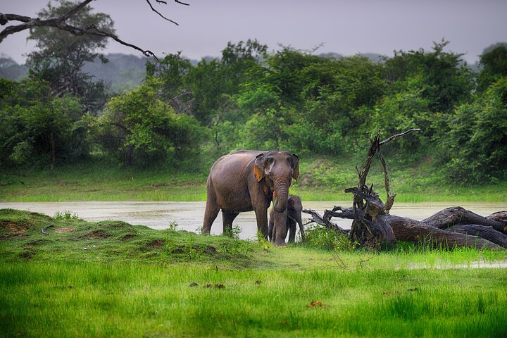 Ella: Transport til Tangalle/Mirissa/Galle og Yala/Udawalawe Safari