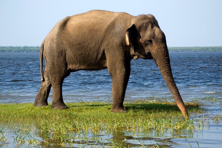 Ella: Transport til Tangalle/Mirissa/Galle og Yala/Udawalawe Safari