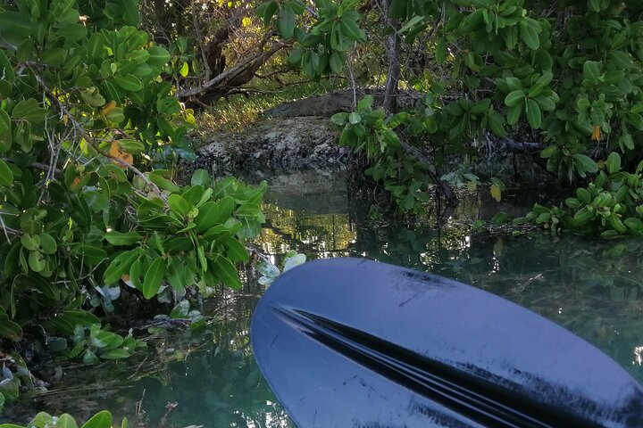 Esperienza in kayak nelle mangrovie dell'isola di Holbox