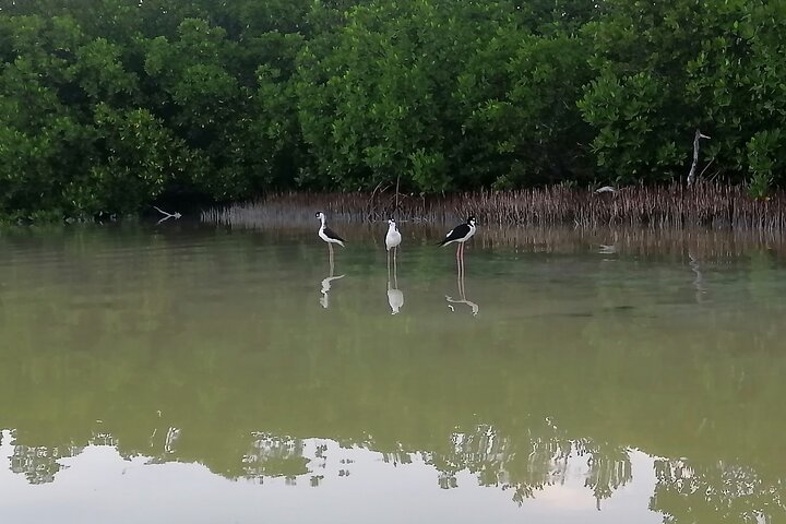 Esperienza in kayak nelle mangrovie dell'isola di Holbox