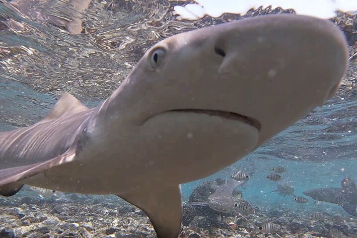 Sal Island Half-Day All-Inclusive Shark Bay, Blue Eye & Salt Lake