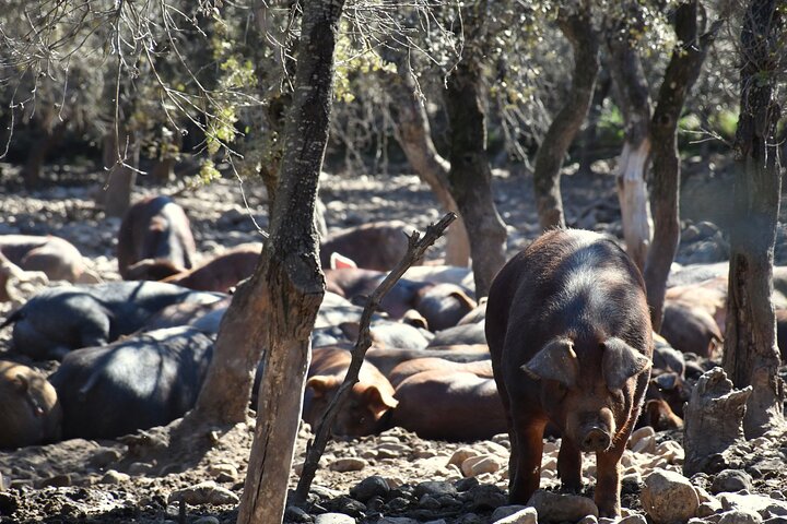 La Rioja Biosfera Azienda Suina Biologica e Degustazione di Prosciutto e Vino