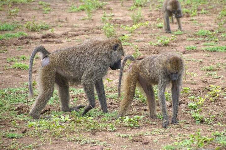 Ultimate Safari Adventure: Ngorongoro - Serengeti - Manyara