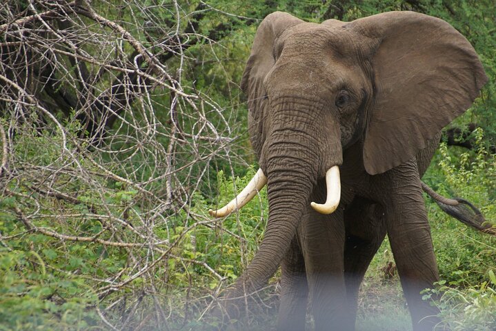 Ultimate Safari Adventure: Ngorongoro - Serengeti - Manyara