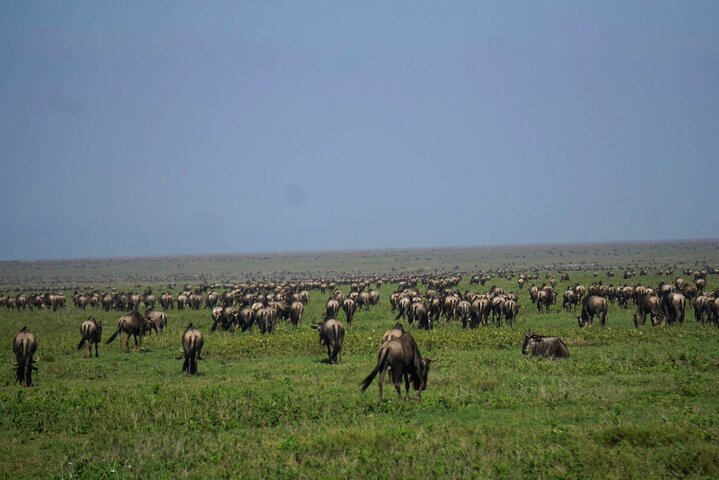 Ultimate Safari Adventure: Ngorongoro - Serengeti - Manyara