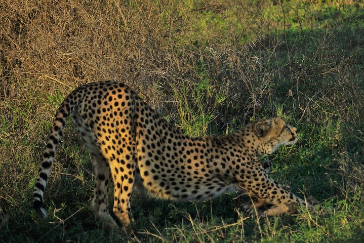 Ultimate Safari Adventure: Ngorongoro - Serengeti - Manyara