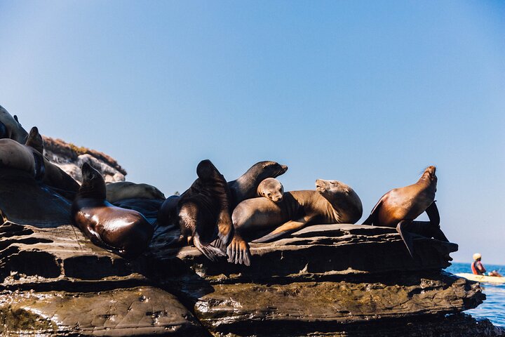 Kajakverhuur voor twee personen in La Jolla