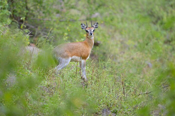 Ultimate Safari Adventure: Ngorongoro - Serengeti - Manyara