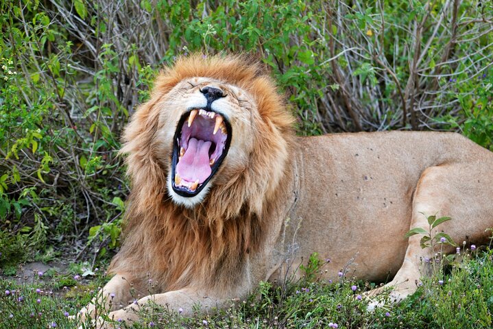 Ultimate Safari Adventure: Ngorongoro - Serengeti - Manyara