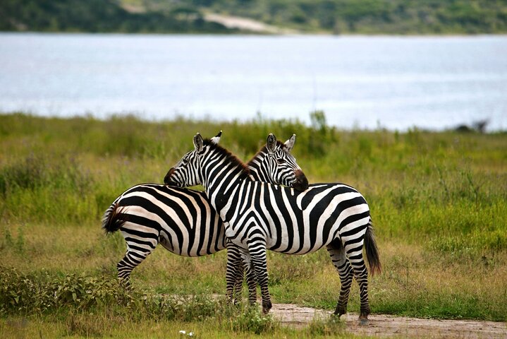 Ultimate Safari Adventure: Ngorongoro - Serengeti - Manyara
