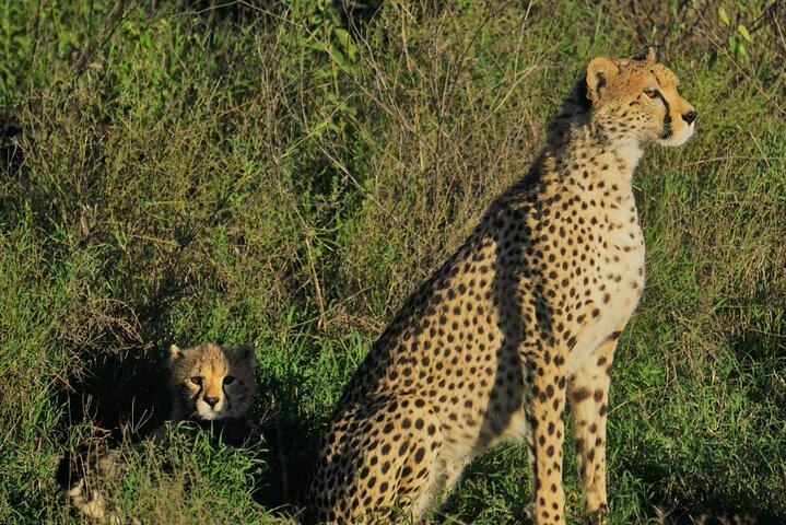 Ultimate Safari Adventure: Ngorongoro - Serengeti - Manyara