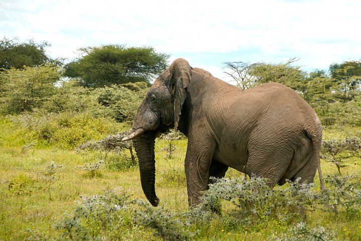 Ultimate Safari Adventure: Ngorongoro - Serengeti - Manyara