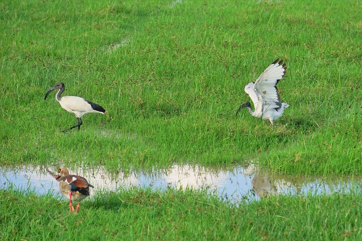 Ultimate Safari Adventure: Ngorongoro - Serengeti - Manyara