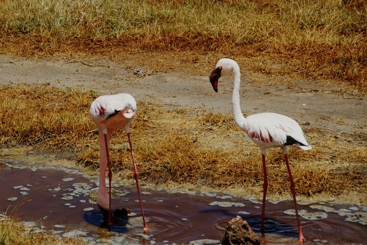 Ultimate Safari Adventure: Ngorongoro - Serengeti - Manyara