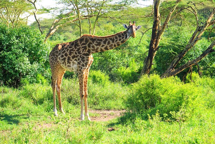 Ultimate Safari Adventure: Ngorongoro - Serengeti - Manyara