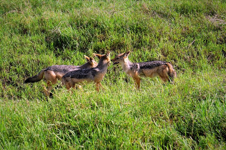 Ultimate Safari Adventure: Ngorongoro - Serengeti - Manyara