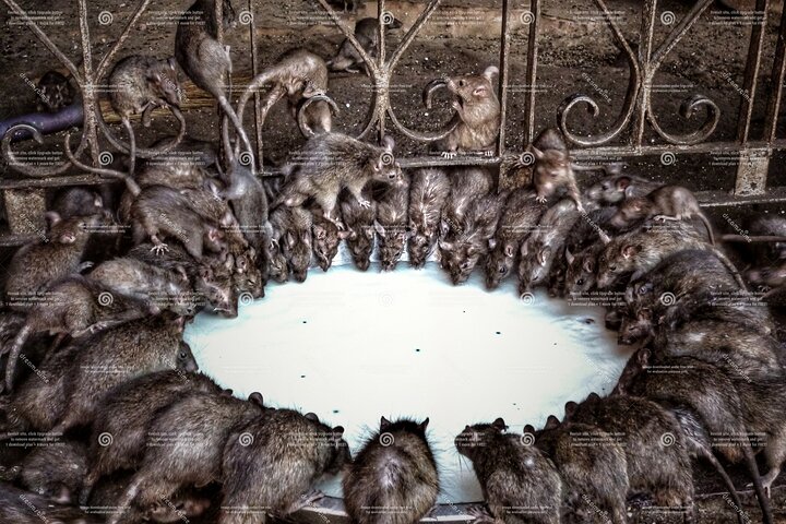Jaisalmer Drop med besøk Junagarh Fort og Rat Temple fra Bikaner