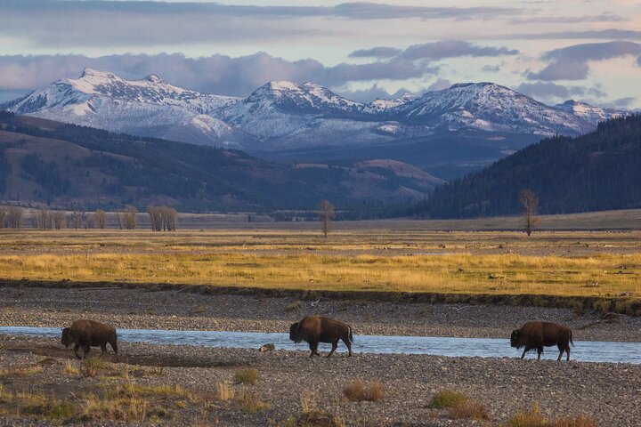 Forfait de visites en voiture autoguidées à Grand Teton et Yellowstone