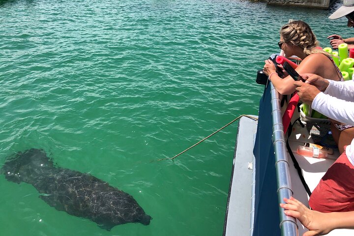 4-timers Egmont Key Island Tour med delfiner og snorkling inkluderet