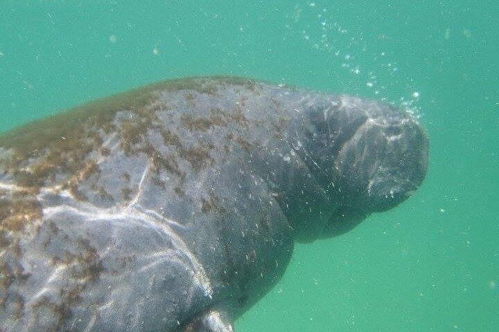 4-timers Egmont Key Island Tour med delfiner og snorkling inkluderet