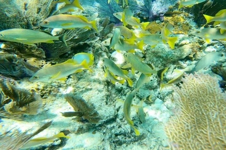 4-timers Egmont Key Island Tour med delfiner og snorkling inkluderet