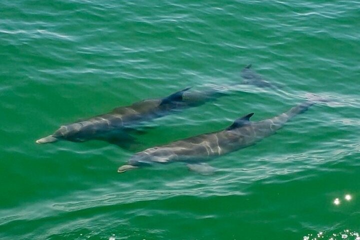 4-timers Egmont Key Island Tour med delfiner og snorkling inkluderet