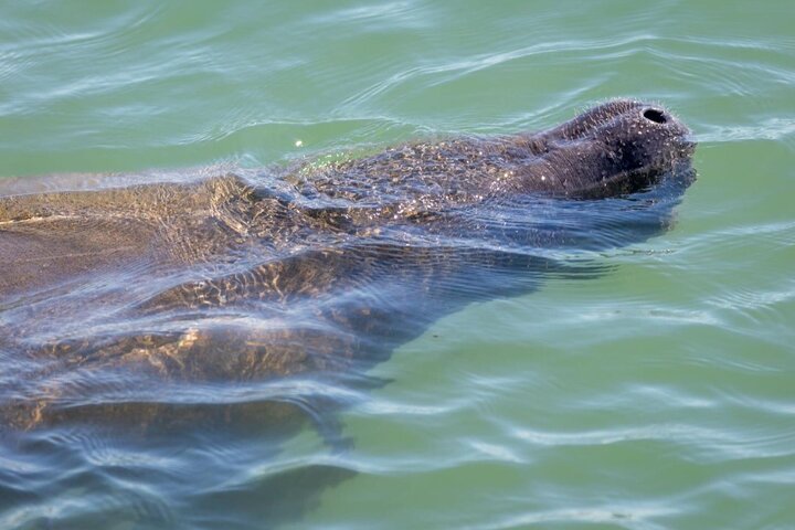 4-timers Egmont Key Island Tour med delfiner og snorkling inkluderet