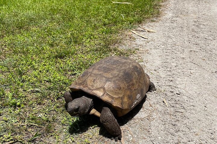 4-timers Egmont Key Island Tour med delfiner og snorkling inkluderet