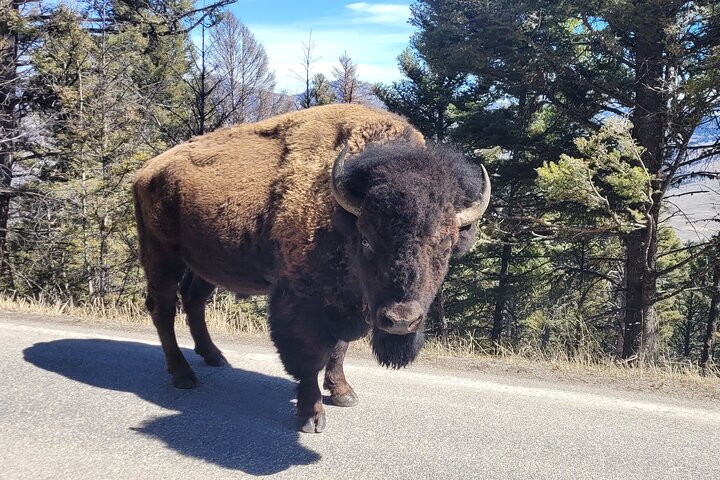 Tour Safari ad anello superiore di Yellowstone - West Yellowstone, Montana